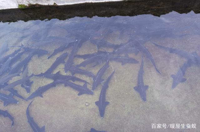 养殖经验分享